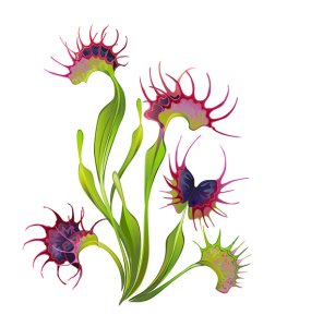 Venus Flytrap