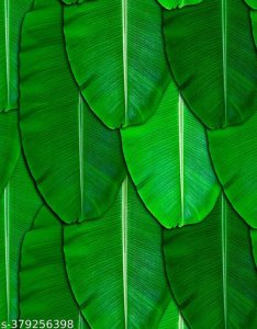 Ravishing Wall Decor & Hangings