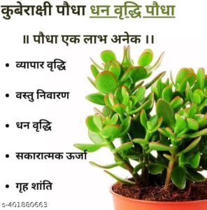 PHULWA Indoor Live Plants