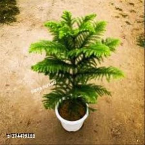 Indoor Live Plants