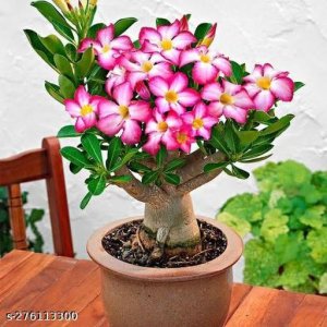 Attractive Ornamental & Shade Trees