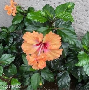 Fabulous Fruit & Fruit Trees