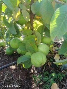 Fabulous Fruit & Fruit Trees