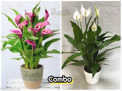 Flowers (Live Plants)