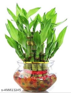 Indoor Live Plants