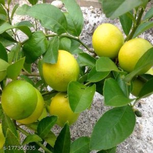 Fabulous Fruit & Fruit Trees