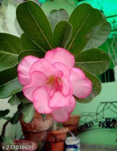 Amazing DESERT ROSEY ADENIUM