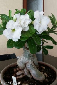 Amazing DESERT ROSEY ADENIUM