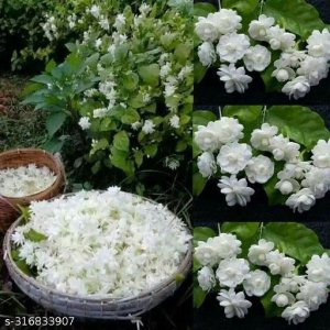 Flowers (Live Plants)