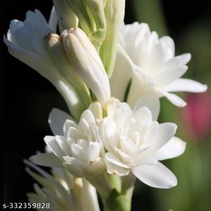 Aero Seeds Flowers (Live Plants)