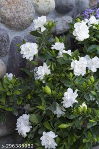 Flowers (Live Plants)