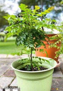 Fabulous Fruit & Fruit Trees