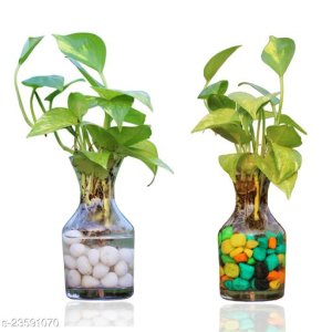 Classic Indoor Plants