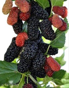 Latest Fruit & Fruit Trees