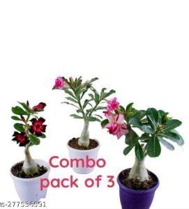 Attractive Bonsai