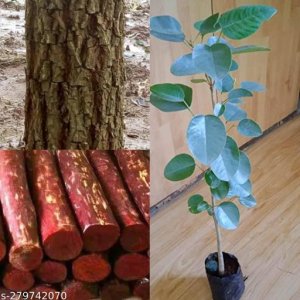 Attractive Fruit & Fruit Trees