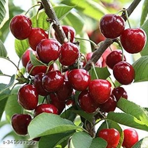 Trendy Fruit & Fruit Trees